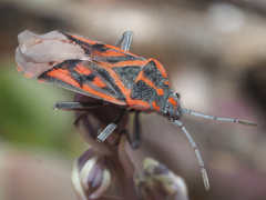 Spilostethus crudelis