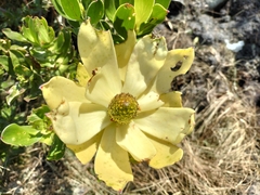 Leucadendron strobilinum