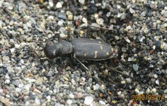 Cicindela oregona