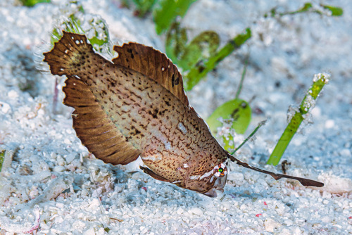 Peacock Razorfish