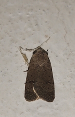 Caradrina flavirena