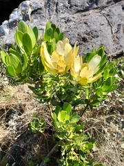 Leucadendron strobilinum
