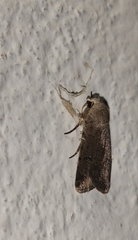 Caradrina flavirena