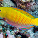 Steephead Parrotfish - Photo (c) François Libert, some rights reserved (CC BY-NC-SA), uploaded by François Libert
