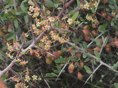 Gloveria integrifolia