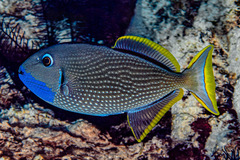 Xanthichthys auromarginatus