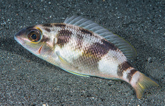 Scolopsis monogramma