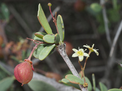 Gloveria integrifolia