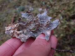 Lobaria hallii