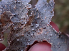 Lobaria hallii