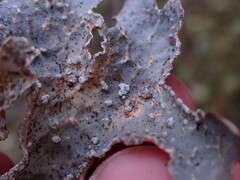Lobaria hallii
