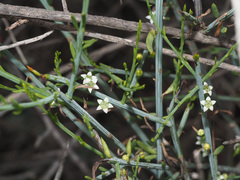 Lacomucinaea lineata