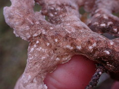Lobaria hallii