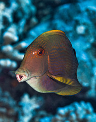 Ctenochaetus striatus