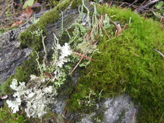 Cladonia cornuta