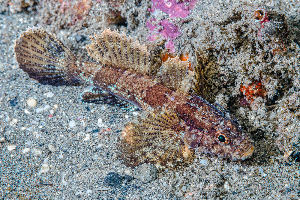 Hasselt's flap-headed goby (Callogobius hasseltii) — Gobiidae