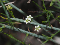 Lacomucinaea lineata