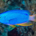 Neon Damselfish - Photo (c) François Libert, some rights reserved (CC BY-NC-SA), uploaded by François Libert