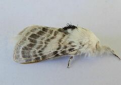 Apotolype brevicrista