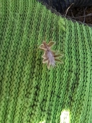 Phyllomorpha laciniata