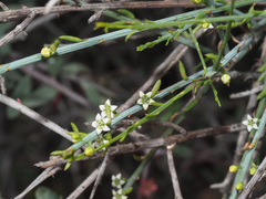 Lacomucinaea lineata