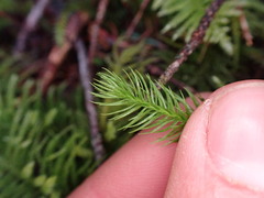 Lycopodium clavatum