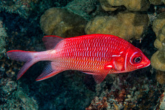 Sargocentron caudimaculatum