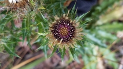 Carlina vulgaris