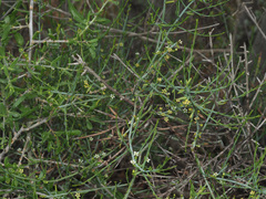 Lacomucinaea lineata