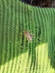 Phyllomorpha laciniata