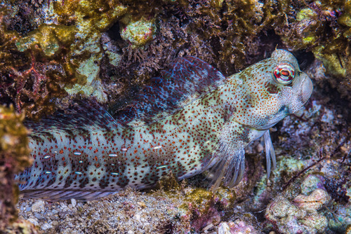 Bluedashed rockskipper (Blenniella periophthalmus) · iNaturalist