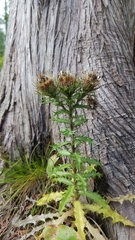 Carlina vulgaris