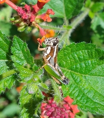 Phaedrotettix
