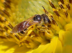 Halictus ligatus