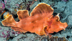 Rhinopias eschmeyeri