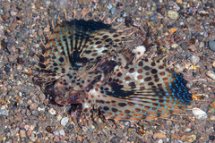 Dactyloptena orientalis