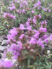 Thymus calcareus