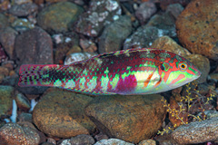 Halichoeres nebulosus