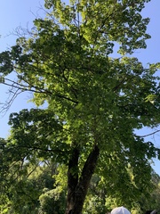 Acer platanoides