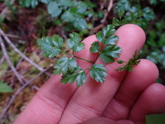 Coptis aspleniifolia