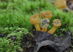Leotia lubrica