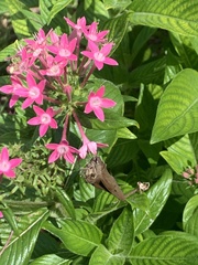 Asbolis capucinus