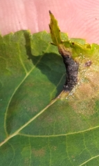 Phylloxera caryaevenae