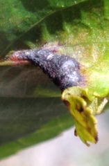 Phylloxera caryaevenae