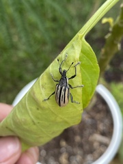 Diaprepes abbreviatus