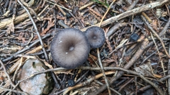 Entoloma