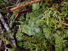 Conocephalum conicum