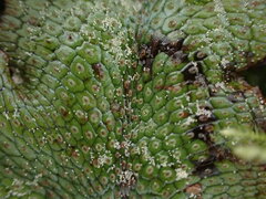 Conocephalum conicum