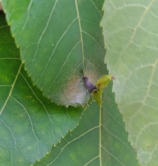 Phylloxera caryaevenae