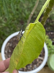 Diaprepes abbreviatus